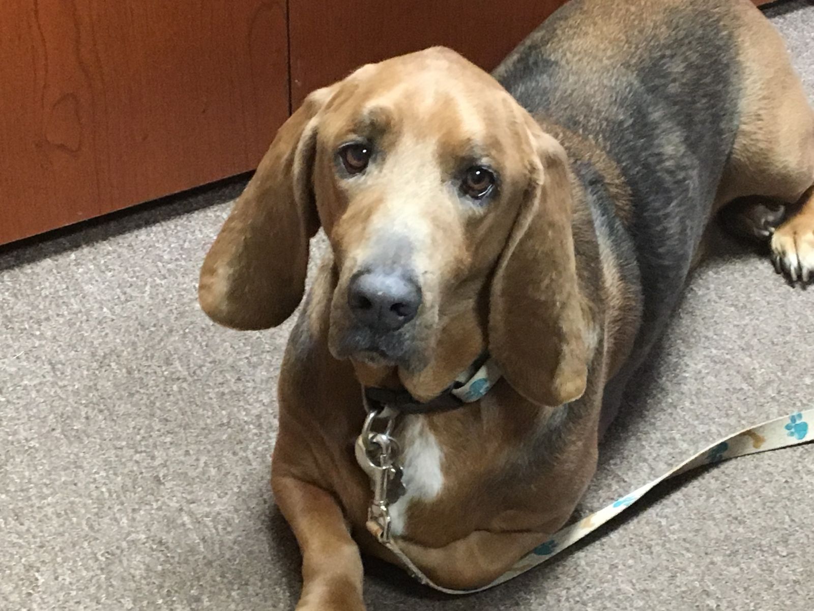 Sergeant The Therapy Dog