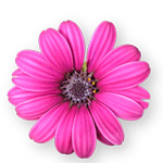 Pink flower blossom